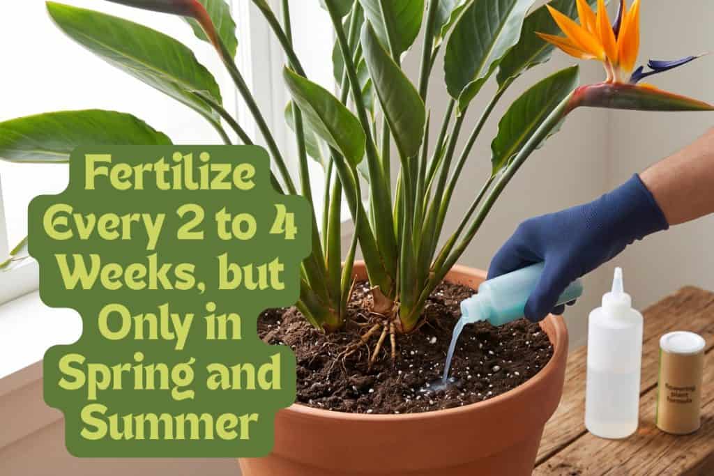 fertilizing birds of paradise