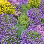 ground cover plants