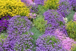 ground cover plants