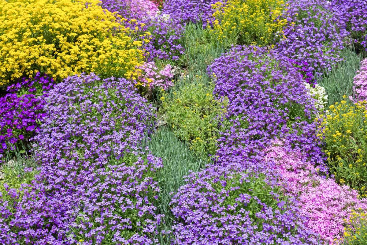 ground cover plants