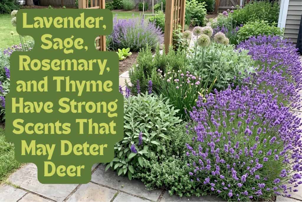 plants that repel deer