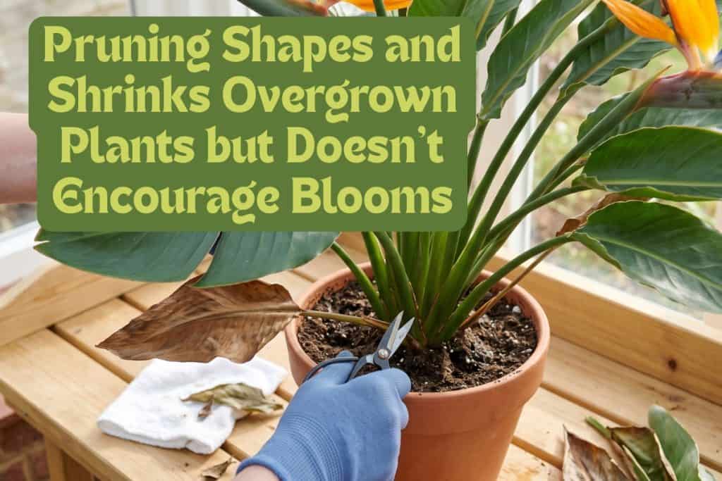 pruning birds of paradise