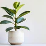 rubber tree