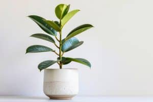 rubber tree