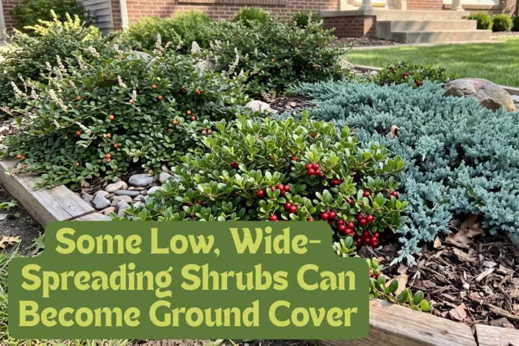 shrub ground cover
