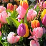 tulips