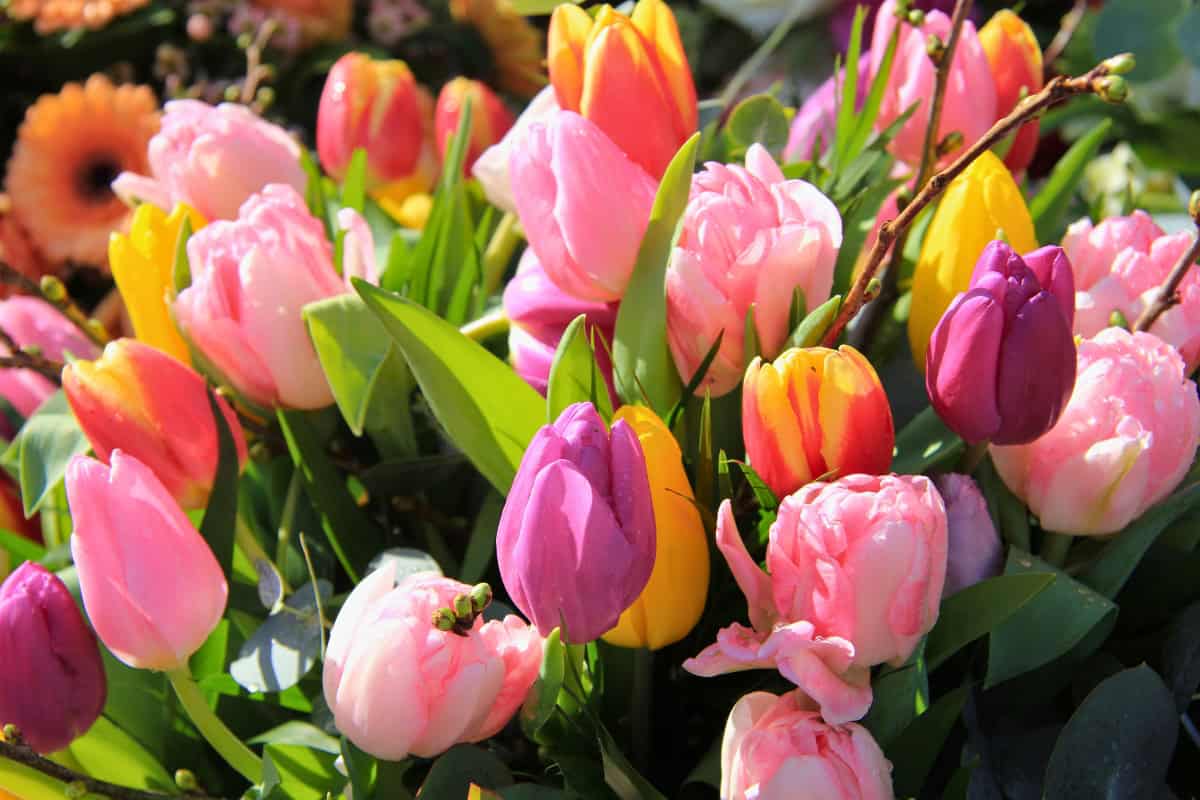tulips