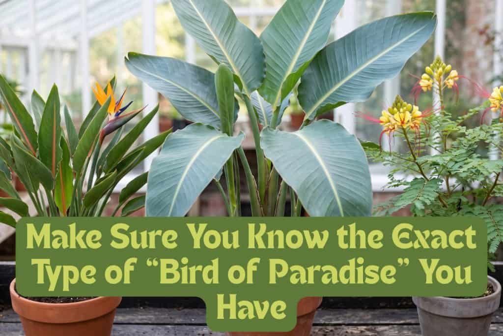 types of birds of paradise
