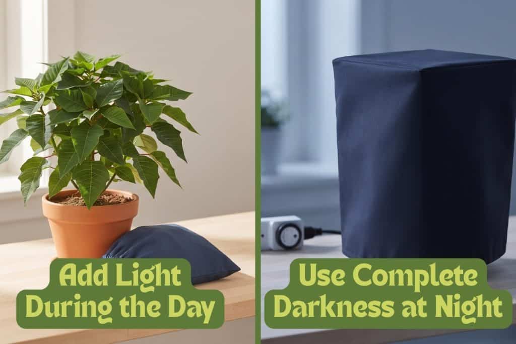 encourage poinsettia color