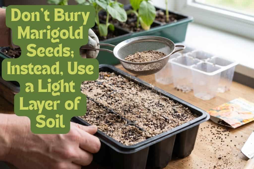 grow marigolds from seed