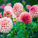 growing dahlias
