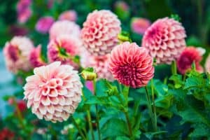 growing dahlias