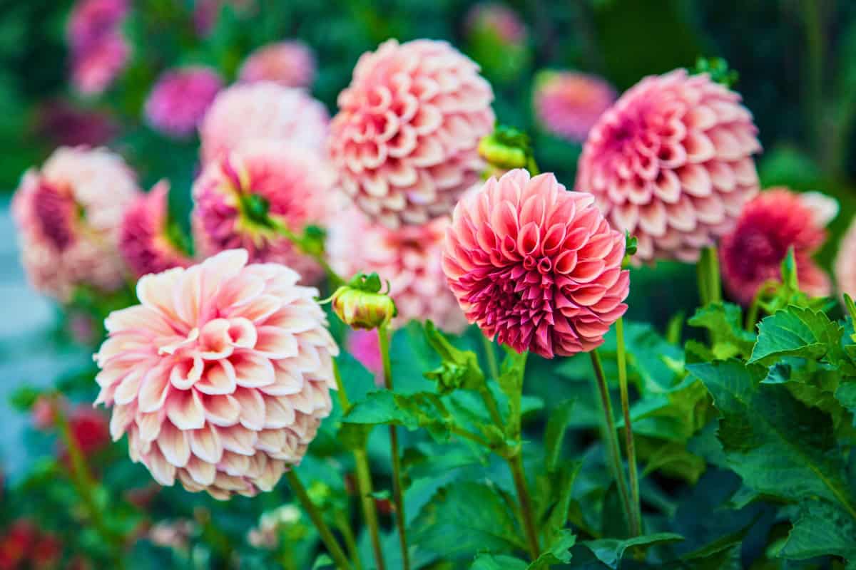 growing dahlias