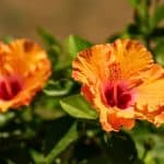hibiscus