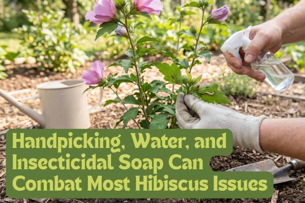 hibiscus insect and disease control