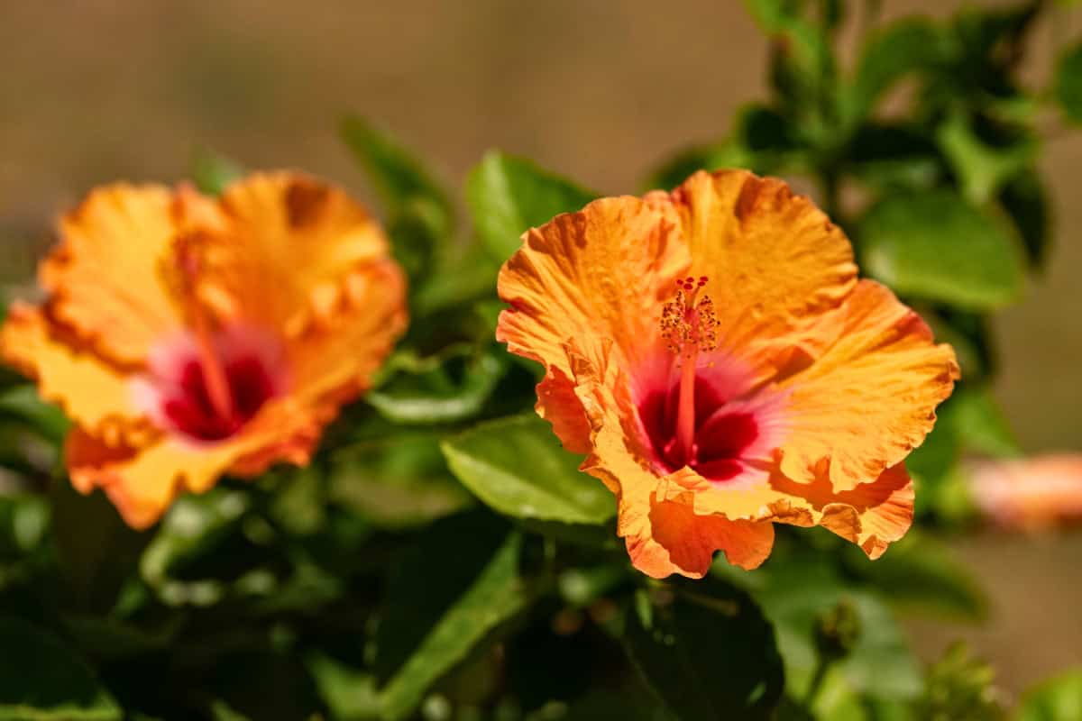 hibiscus