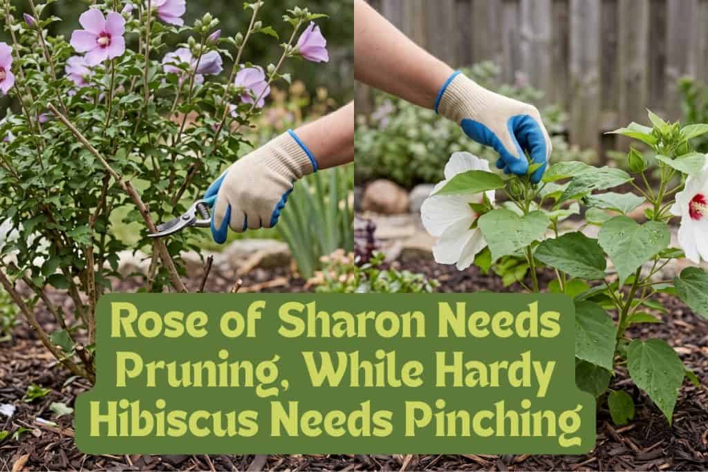 pinching and pruning hibiscus
