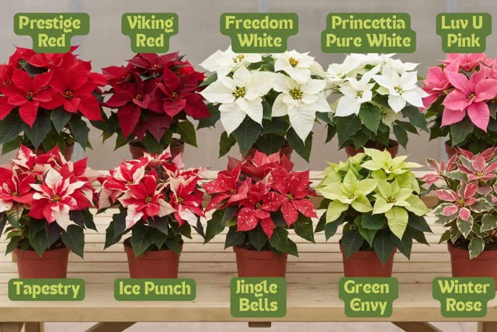 poinsettia varieties