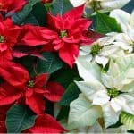 poinsettias