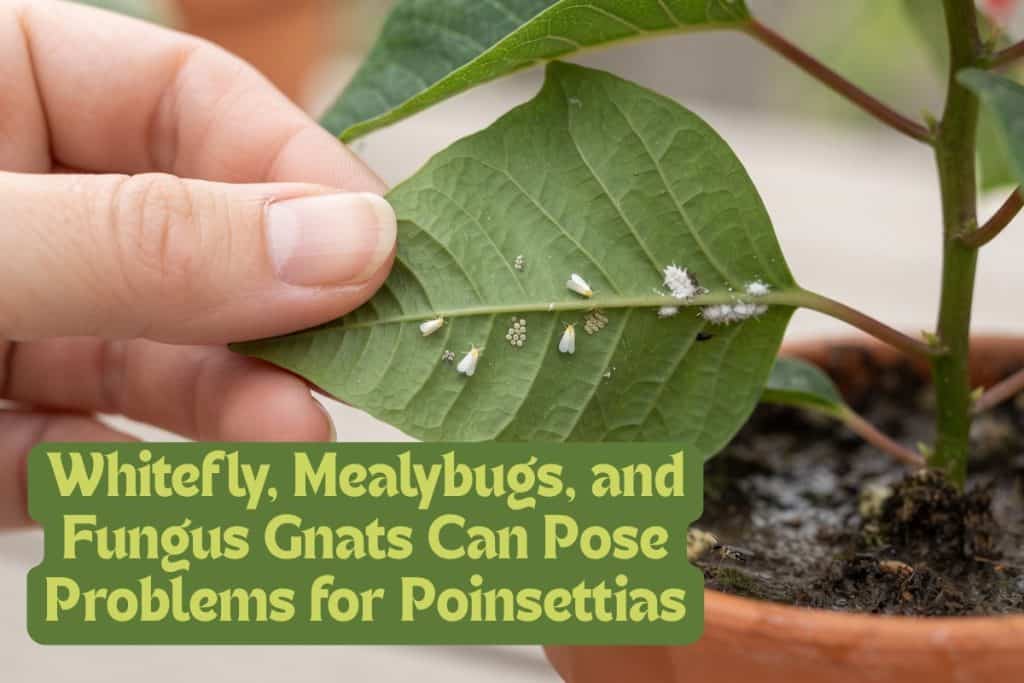 poinsettias and pests