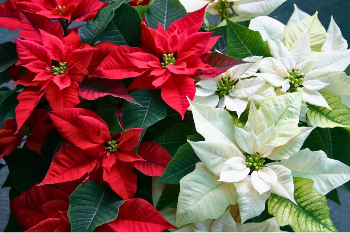 poinsettias