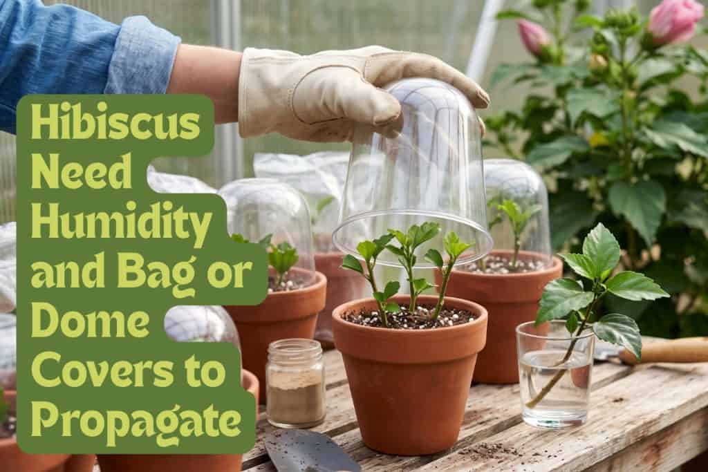 propagating hibiscus