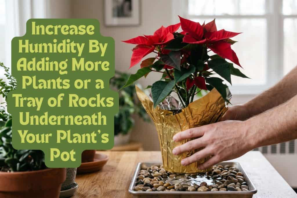 temperature and poinsettias