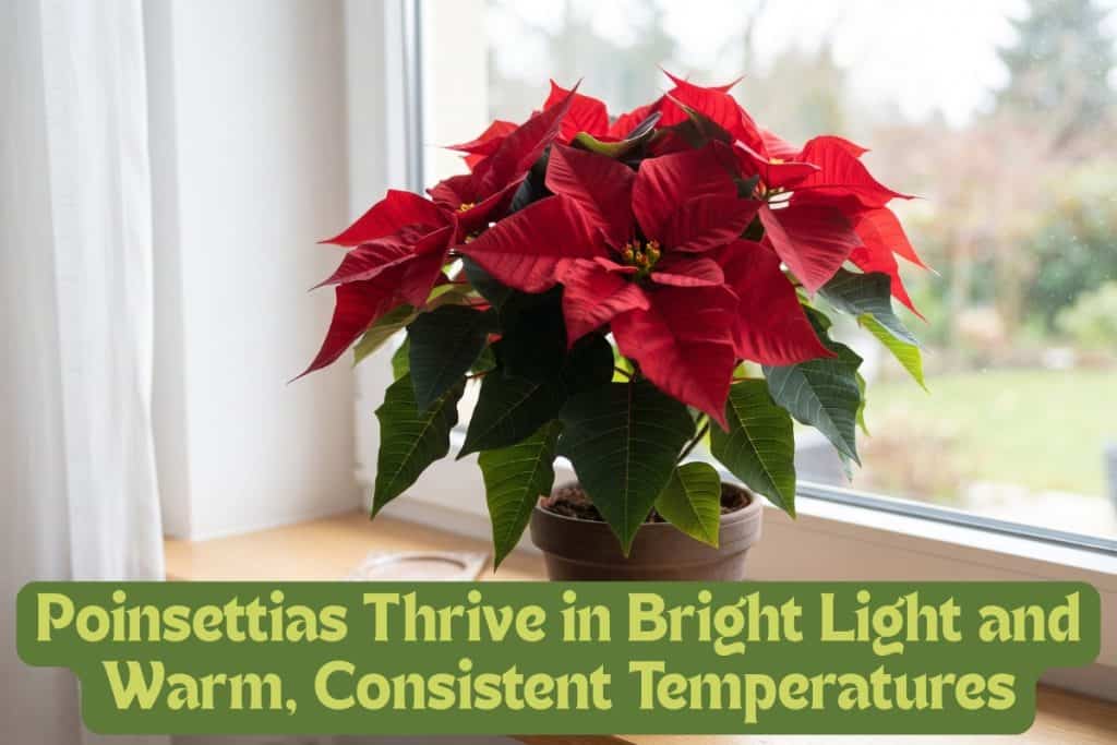 the right light for poinsettias