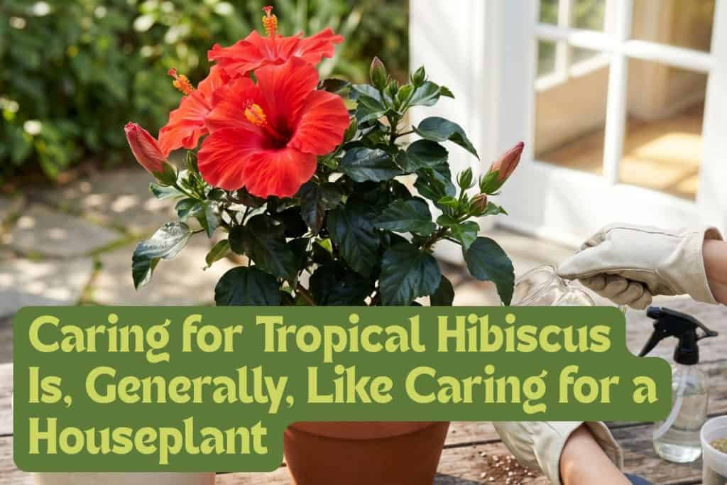 tropical hibiscus