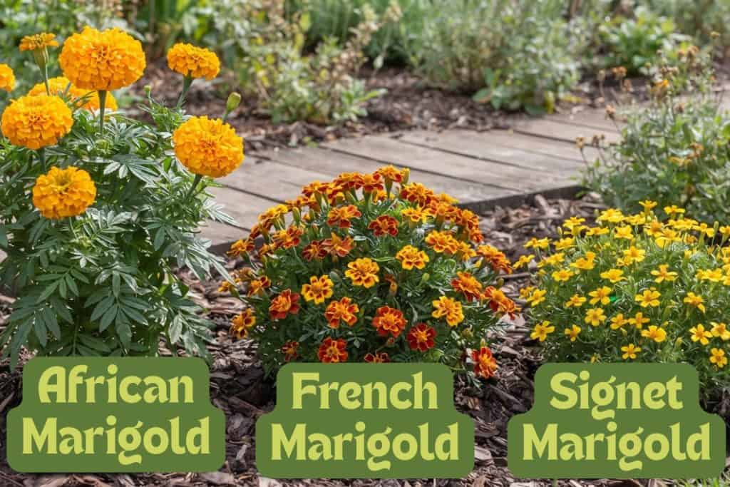 types of marigolds