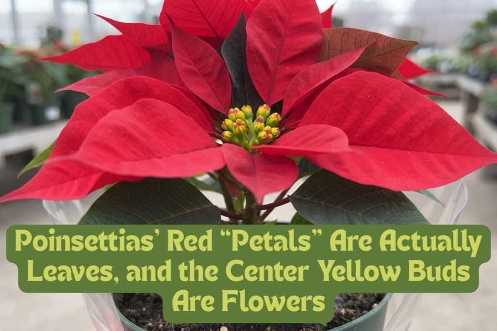 understand poinsettias