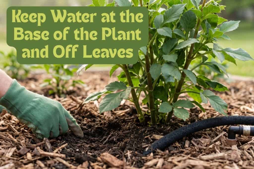 watering dahlias