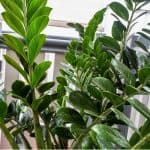 zz plants