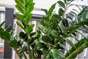 zz plants