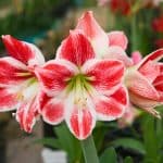 amaryllis plants