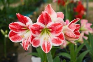 amaryllis plants