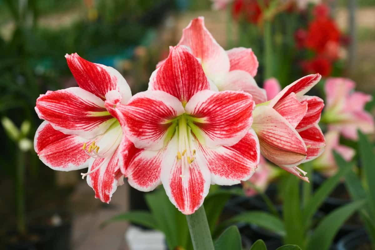 amaryllis plants