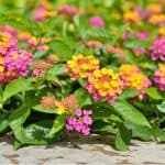 lantana plants