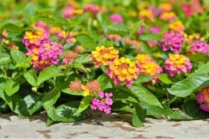 lantana plants